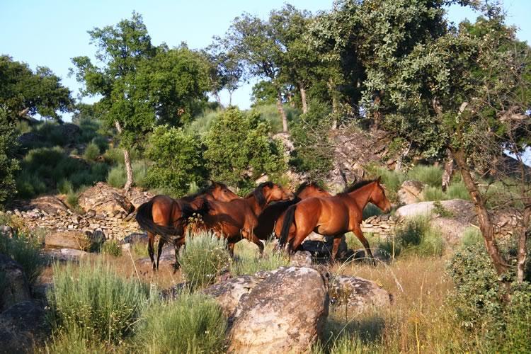 Villa Quinta Lamosa Agroturismo à Arcos de Valdevez Extérieur photo